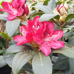 rhodo karl naue