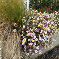 Erigeron karvinskianus 'Profusion'