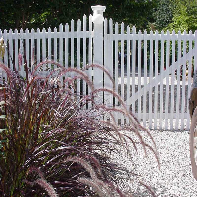 Pennisetum setaceum 'Rubrum'