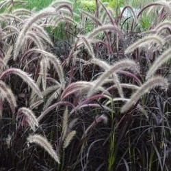 Pennisetum setaceum 'Rubrum'