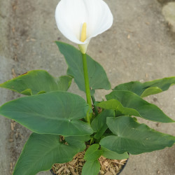 Zantedeschia aethiopica