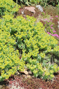 LES PLANTES COUVRE-SOL POUR LES JARDINS SECS ET ARIDES