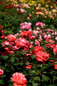 COMMENT ENTRETENIR ET TAILLER LES ROSIERS POUR UNE FLORAISON ABONDANTE