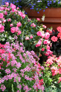 TOP 5 DES VIVACES TRÈS FLORIFÈRES