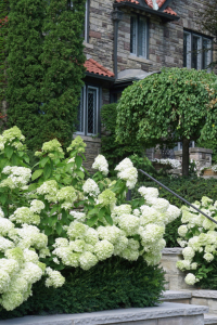 JARDIN INTEMPOREL 