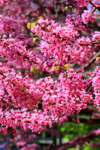 Comment bien associer le Cercis 