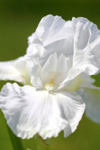 PLANTE FLEUR   BLANCHE
