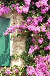 10 PLANTES GRIMPANTES POUR TAPISSER UN MUR