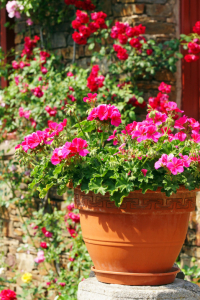 PLANTES VIVACES À METTRE EN POT