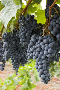 COMMENT TAILLER LA VIGNE?