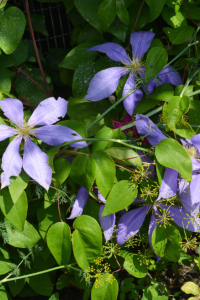 10 PLANTES À FLEURS PARFUMÉES