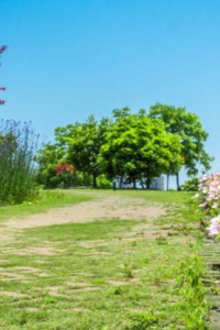 Top 7 des plantes pour jardin ensoleillé 