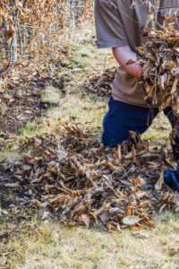 Au jardin : Que faire ou ne pas faire en janvier ?
