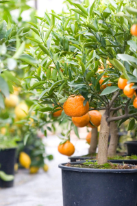 Plantation et entretien des agrumes : conseils d’experts 