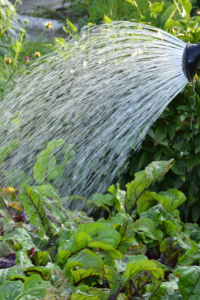 Comment bien arroser ses plantes en été (sans gaspiller) ?